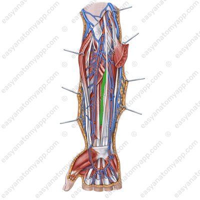 Артерия сопровождающая срединный нерв (arteria comitans nervi mediani)